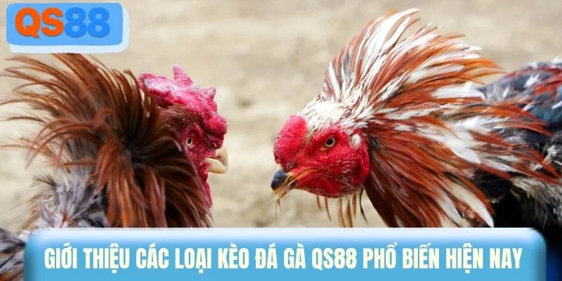 Giới thiệu các loại kèo đá gà QS88 phổ biến hiện nay