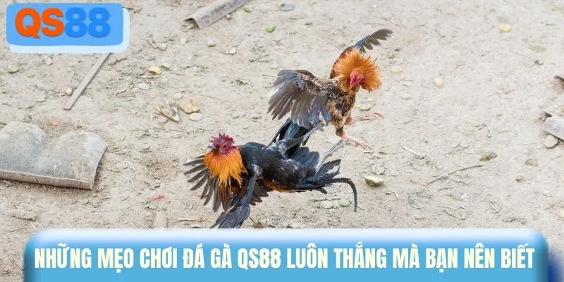 Những mẹo chơi đá gà QS88 luôn thắng mà bạn nên biết